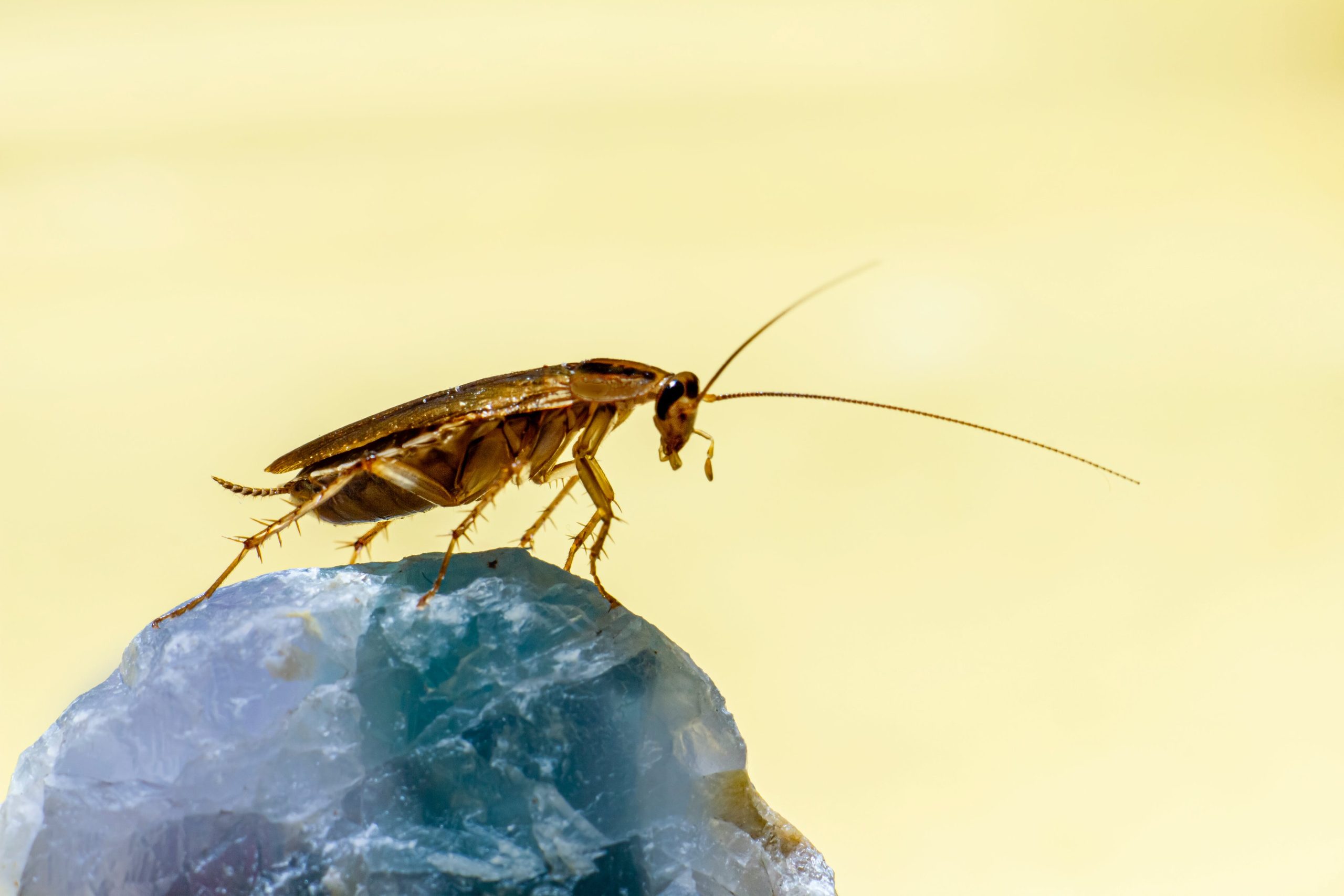 Photo of cockroach