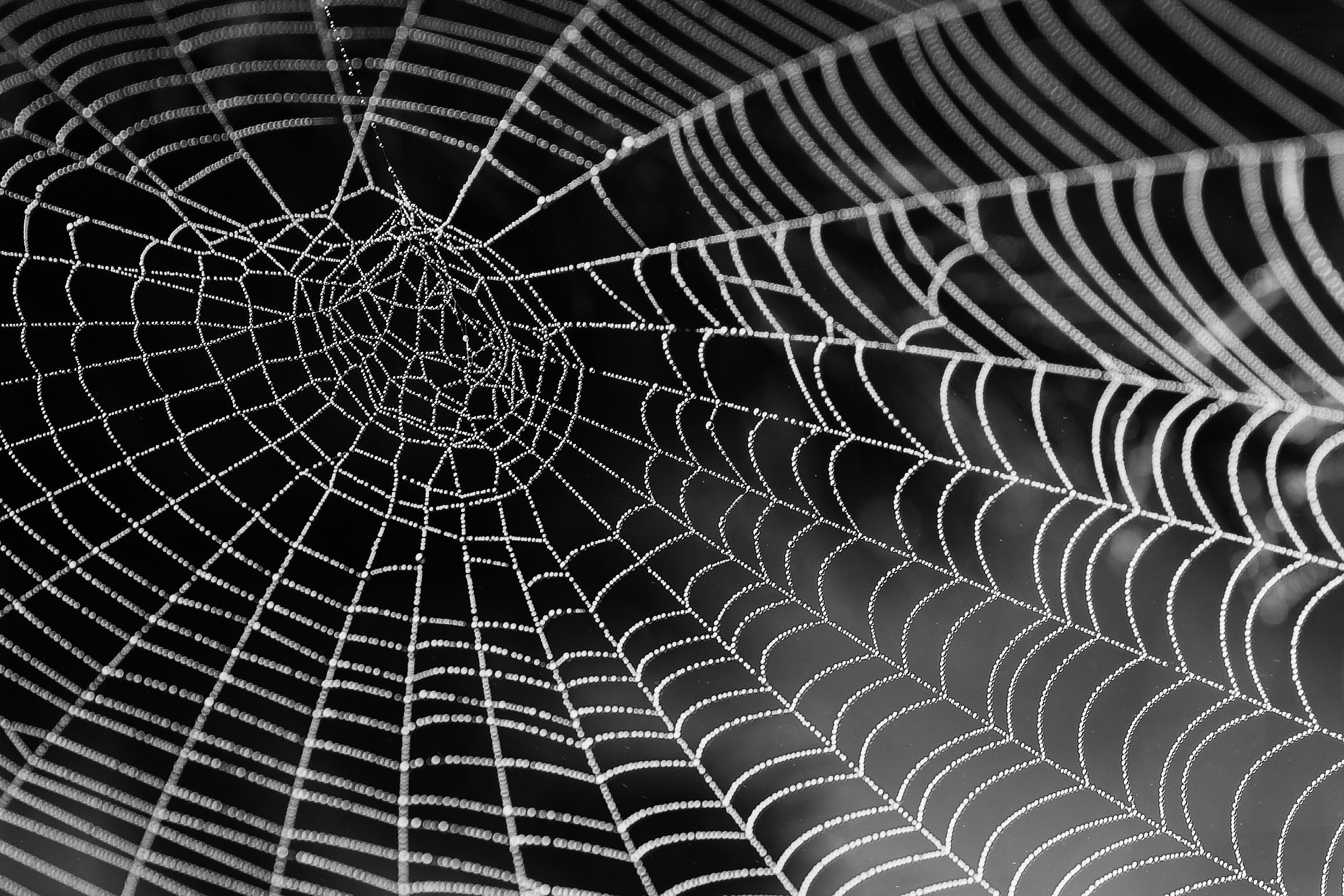 Spider web