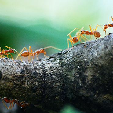 Ants walking on tree branch