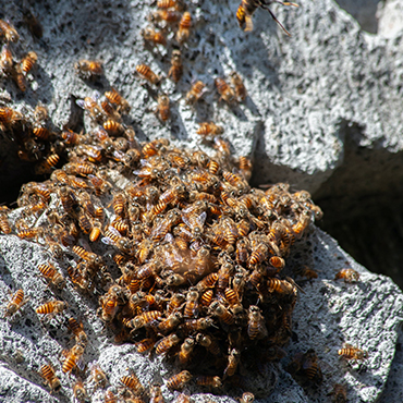 Swarm of bees on a rock