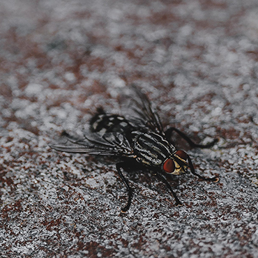 black and white coloured fly