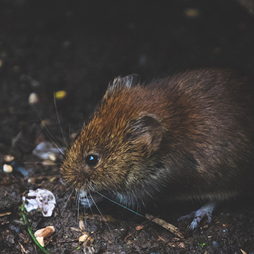 Mouse on ground eating