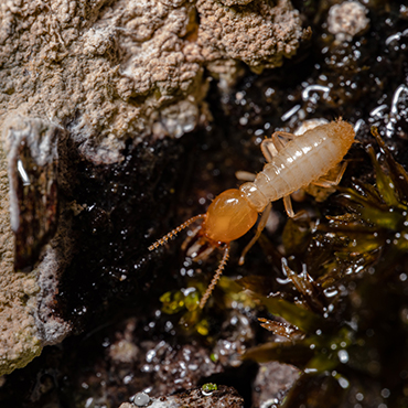 Picture of termite