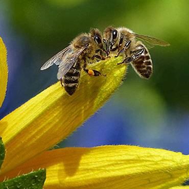 two bees on a plant