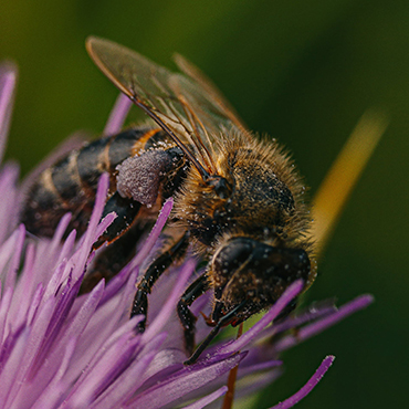 Wasp on plant